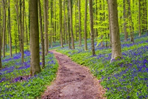 Vlaams Brabant Gallery: Belgium, Vlaanderen (Flanders), Halle. Bluebell flowers (Hyacinthoides non-scripta)