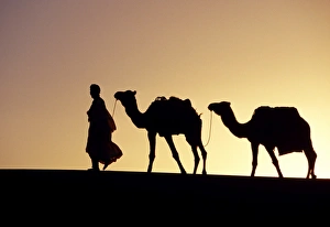 A Berber tribesman is silhouetted as he leads his two A Berber tribesman is silhouetted as he leads his two
