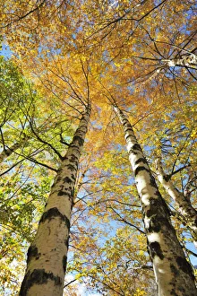 Birch trees. Autumn in the Serra da Estrela Nature Park, Portugal Birch trees. Autumn in the Serra da Estrela Nature Park, Portugal