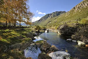 Birch trees at the Glacier Valley of Zezere river. Serra da Estrela Nature Park, Portugal Birch trees at the Glacier Valley of Zezere river. Serra da Estrela Nature Park, Portugal