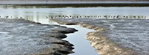 Birds and marshes in the Sado river, Setubal, Portugal Birds and marshes in the Sado river, Setubal, Portugal