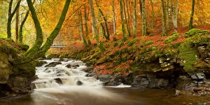 Stream Collection: The Birks of Aberfeldy in Autumn, Aberfeldy, Tayside Region, Scotland