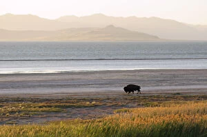 Images Dated 6th December 2012: Bison on beach, Great Salt Lake, Antelope Island State Park, Salt Lake City, Utah, USA