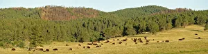 Bison, Bos bison, Custer State Park, Custer County, Black Hills, Western South Dakota Bison, Bos bison, Custer State Park, Custer County, Black Hills, Western South Dakota
