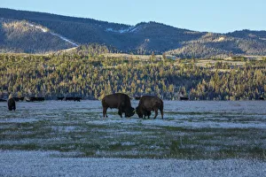 Bison sparring, Yellowstone National Park, Wyoming, USA Bison sparring, Yellowstone National Park, Wyoming, USA