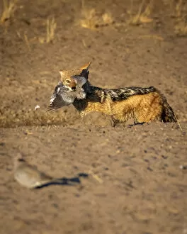 Black Backed Jackal with Dove kill, Kalahari Desert, Botswana