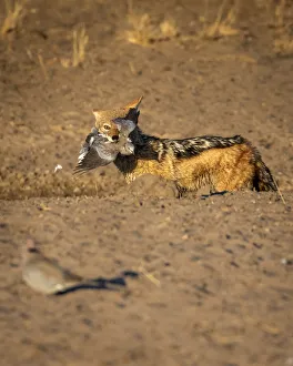 Black Backed Jackal with Dove kill, Kalahari Desert, Botswana Black Backed Jackal with Dove kill, Kalahari Desert, Botswana