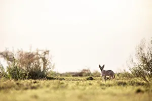 Black Backed Jackal, Nxai Pan National Park, Botswana Black Backed Jackal, Nxai Pan National Park, Botswana