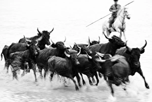 Black bulls of Camargue and their herder running through the water, Camargue, France Black bulls of Camargue and their herder running through the water, Camargue, France