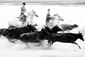 Black bulls of Camargue and their herders running through the water, Camargue, France Black bulls of Camargue and their herders running through the water, Camargue, France