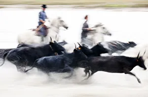 Black bulls of Camargue and their herders running through the water, Camargue, France Black bulls of Camargue and their herders running through the water, Camargue, France