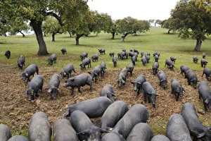 Black porks in Barrancos. Alentejo, Portugal Black porks in Barrancos. Alentejo, Portugal
