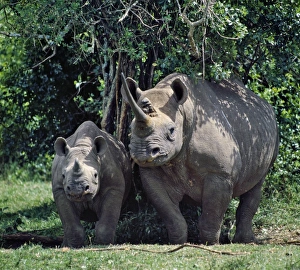 A black rhino and calf in the Aberdare Natrional Park A black rhino and calf in the Aberdare Natrional Park