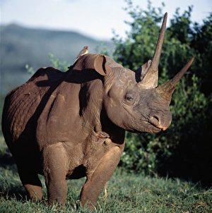 A black rhino in the Salient of the Aberdare National Park A black rhino in the Salient of the Aberdare National Park