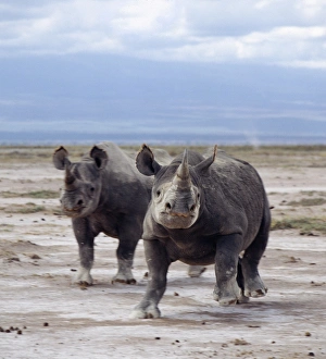 Two black rhinos on the open plains at Amboseli Two black rhinos on the open plains at Amboseli