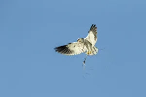 Nesting Material Gallery: Black-shouldered Kite (Elanus caeruleus) carrying nesting material, Savuti, Botswana
