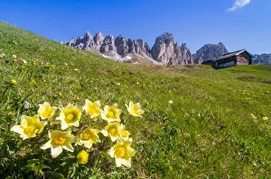 Blooming at Gardenapass. Dolomites, Trentino Alto Adige, Italy Blooming at Gardenapass. Dolomites, Trentino Alto Adige, Italy