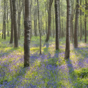 Bluebell (Hyacinthoides non-scriptus) woodland near Blandford Forum, Dorset, England, UK Bluebell (Hyacinthoides non-scriptus) woodland near Blandford Forum, Dorset, England, UK