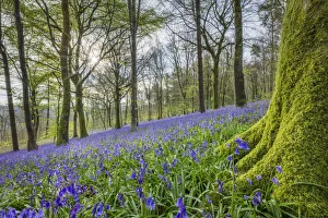 Bluebells (Endymion non-scriptus) in bloom in Delcombe Wood, Dorset, England, UK Bluebells (Endymion non-scriptus) in bloom in Delcombe Wood, Dorset, England, UK