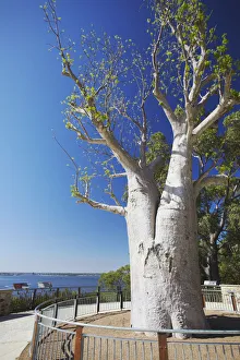Boab tree in Kings Park, Perth, Western Australia, Australia Boab tree in Kings Park, Perth, Western Australia, Australia