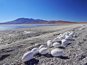 Bolivia, Potosi Departmant, Sur Lipez Province, Eduardo Avaroa Andean Fauna National Bolivia, Potosi Departmant, Sur Lipez Province, Eduardo Avaroa Andean Fauna National