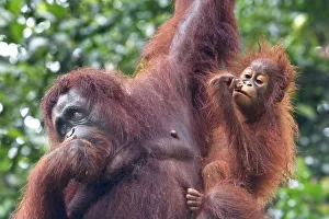 Bornean Orang-Utan (Pongo Pygmaeus), Semenggoh Wildlife Rehabilitation Centre, Sarawak Bornean Orang-Utan (Pongo Pygmaeus), Semenggoh Wildlife Rehabilitation Centre, Sarawak