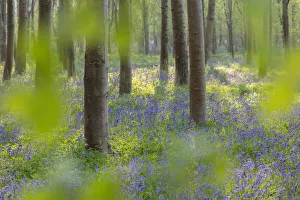 Broadleaved woodland in spring with Bluebells (Endymion non-scriptus) Broadleaved woodland in spring with Bluebells (Endymion non-scriptus)