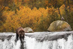 Brown bear (Ursus arctos alascensis), Brooks falls, Katmai National Park and Preserve Brown bear (Ursus arctos alascensis), Brooks falls, Katmai National Park and Preserve