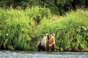 Brown bear, Ursus arctos, Opala river, Kamchatka Peninsula, Russia Brown bear, Ursus arctos, Opala river, Kamchatka Peninsula, Russia