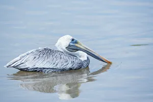 Brown pelican (Pelecanus occidentalis) fishing, Sanibel Island, J.N Brown pelican (Pelecanus occidentalis) fishing, Sanibel Island, J.N