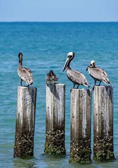 Brown Pelicans (Pelecanus occidentalis) by the Great Bay Beach, Treasure Beach Brown Pelicans (Pelecanus occidentalis) by the Great Bay Beach, Treasure Beach