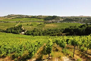 Bucelas vineyards in the Lisbon region
