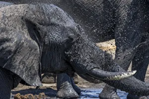 Bull African elephant washing at a waterhole, Serengeti National Park, Tanzania, Africa Bull African elephant washing at a waterhole, Serengeti National Park, Tanzania, Africa