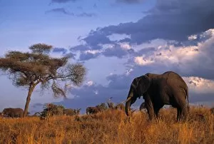 Images Dated 24th October 2014: Bull Elephant, Ruaha National Park, SW Tanzania