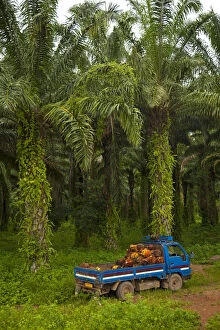 Burundi. Palm oil tree plantations line the shores of lake Tanganyika