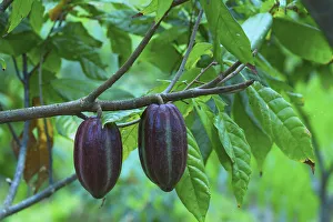 Cacao-beans (chocolate tree), Bali, Indonesia Cacao-beans (chocolate tree), Bali, Indonesia