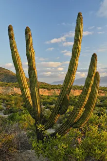 A Cactus in the desert outside La Ventanaz, Baja California, Mexico A Cactus in the desert outside La Ventanaz, Baja California, Mexico