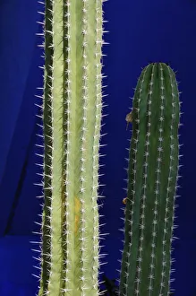 Cactus in the Majorelle garden. Marrakech, Morocco Cactus in the Majorelle garden. Marrakech, Morocco