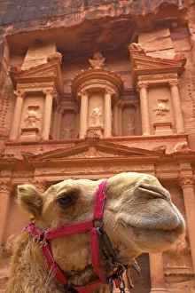 Camel In Front Of The Treasury, Petra, Jordan, Middle East Camel In Front Of The Treasury, Petra, Jordan, Middle East