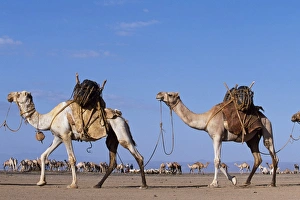 Camels belonging to the Gabbra are loaded with water Camels belonging to the Gabbra are loaded with water