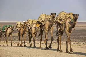 Camels carrying salt (halite) slabs over Lake Assale, Danakil depression, Afar region Camels carrying salt (halite) slabs over Lake Assale, Danakil depression, Afar region