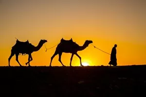 Giza Collection: Camels in the desert near Giza, Cairo, Egypt
