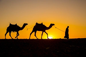 Camels in the desert near Giza, Cairo, Egypt Camels in the desert near Giza, Cairo, Egypt