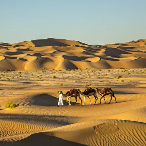 Camels in the Empty Quarter (Rub Al Khali), Abu Dhabi, United Arab Emirates (MR) Camels in the Empty Quarter (Rub Al Khali), Abu Dhabi, United Arab Emirates (MR)