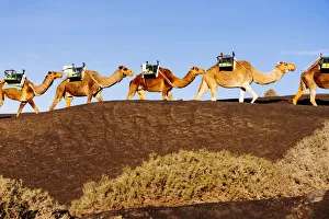 Camels in Timanfaya, Lanzarote, Canary Islands, Spain Camels in Timanfaya, Lanzarote, Canary Islands, Spain