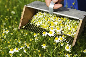 Camomile, Kastelruth, South Tyrol, Italy Camomile, Kastelruth, South Tyrol, Italy