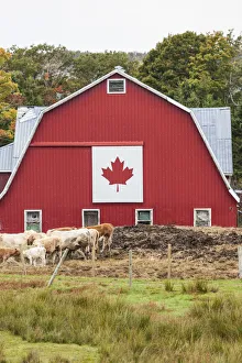 Canada, Nova Scotia, East Bay, barn with Canadian flag, autumn Canada, Nova Scotia, East Bay, barn with Canadian flag, autumn