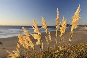: Coast Collection