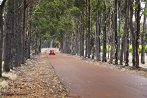 Car driving along driveway of Vasse Felix winery, Margaret River, Western Australia Car driving along driveway of Vasse Felix winery, Margaret River, Western Australia