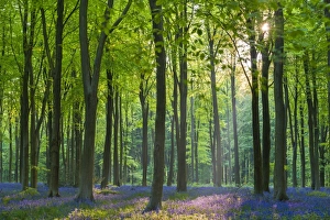 Carpet of flowering bluebells in a deciduous wood, West Woods, Marlborough, Wiltshire, England Carpet of flowering bluebells in a deciduous wood, West Woods, Marlborough, Wiltshire, England